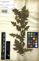 Filed as Quercus pubescens Willd. [family FAGACEAE]