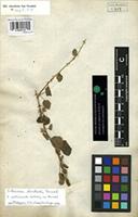 Filed as Solanum forskalii Dunal [family SOLANACEAE]