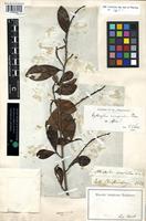Filed as Erythroxylum emarginatum Thonn. [family ERYTHROXYLACEAE]