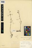 Holotype of Alternanthera tetramera R.E. Fr. [family AMARANTHACEAE]