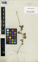 Type of Celosia polygonoides Retz. [family AMARANTHACEAE]