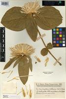 Isotype of Gomphrena macrocephala A. St.-Hil. var. pulcherrima Chodat [family AMARANTHACEAE]