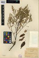 Isotype of Lagrezia monosperma (Rose) Standl. [family AMARANTHACEAE]