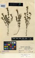 Type? of Euphrasia grandescens Wiinst. [family SCROPHULARIACEAE]