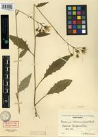 Holotype of Hieracium communifrons Wiinst. [family ASTERACEAE]