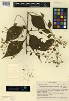 Type of Mexianthus mexicanus B.L. Rob. [family ASTERACEAE]