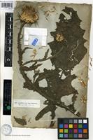 Syntype of Onopordum macracanthum Schousb. [family ASTERACEAE]