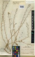 Syntype of Raphanus raphanistrum L. var. microcarpus Lange [family BRASSICACEAE]