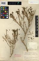 Syntype of Anabasis wakhanica Paulsen [family CHENOPODIACEAE]