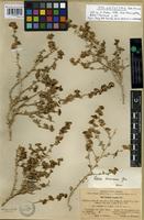 Isolectotype of Salsola transoxana Lljin [family CHENOPODIACEAE]