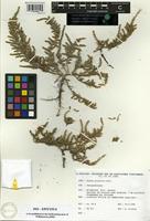 Isoepitype of Suaeda prostrata Pall. [family CHENOPODIACEAE]