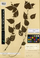 Type of Acalypha macularis Pax and K. Hoffm. [family EUPHORBIACEAE]