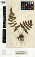 Lectotype of Asplenium petersenii Kunze [family POLYPODIACEAE]