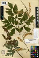 Isotype of Cimicifuga europaea Schipcz. [family RANUNCULACEAE]