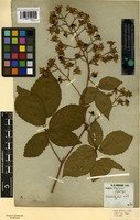 Type? of Rubus arrhenii (Lange) Lange [family ROSACEAE]