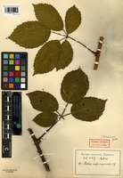 Syntype of Rubus anglo-saxonicus Gelert [family ROSACEAE]