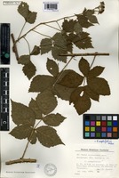 Isotype of Rubus septifolius H.E. Weber [family ROSACEAE]