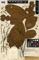Type? of Matayba adenanthera Radlk. [family SAPINDACEAE]