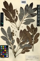 Syntype of Matayba intermedia Radlk. [family SAPINDACEAE]