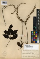 Syntype of Serjania fuscifolia Radlk. [family SAPINDACEAE]