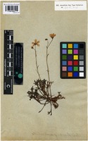 Syntype of Saxifraga paniculata Hornem. [family SAXIFRAGACEAE]