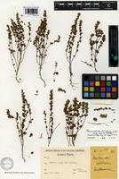 Holotype of Euphrasia calida Yeo [family SCROPHULARIACEAE]