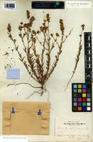 Syntype of Linaria tournefortii (Poir.) Lange var. inquinans Lange [family SCROPHULARIACEAE]