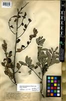 Syntype of Mystroxylon sessiliflorum Eckl. and Zeyh. [family CELASTRACEAE]