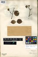 Filed as Strychnos spinosa Lam. [family LOGANIACEAE]