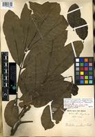 Isolectotype of Trichilia vestita C. DC. [family MELIACEAE]
