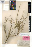 Type of Randonia africana Coss. [family RESEDACEAE]