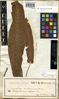Filed as Phyllitis scolopendrium (L.) Newman [family POLYPODIACEAE]
