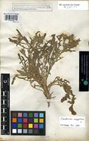 Filed as Centaurea aegyptiaca L. [family COMPOSITAE]