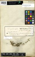 Holotype of Corrigiola repens Forssk. [family MOLLUGINACEAE]