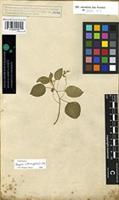 Syntype of Digera arvensis Forssk. [family AMARANTHACEAE]
