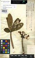 Holotype of Nerium obesum Forssk. [family APOCYNACEAE]