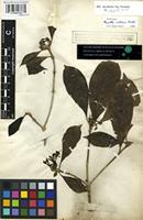 Syntype of Pavetta villosa Vahl [family RUBIACEAE]