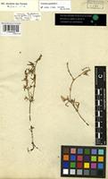 Filed as Portulaca quadrifida L. [family PORTULACACEAE]
