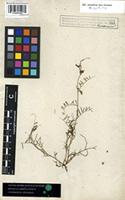 Filed as Vicia peregrina L. [family FABACEAE]