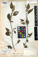 Holotype of Celosia isertii C.C. Townsend [family AMARANTHACEAE]