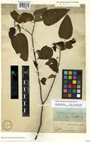 Syntype of Croton oppositifolius (Geiseler) Müll. Arg. [family EUPHORBIACEAE]