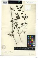 Syntype of Indigofera thonningii Schumach. [family FABACEAE]