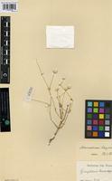 Holotype of Alternanthera glaziovii R.E. Fr. [family AMARANTHACEAE]