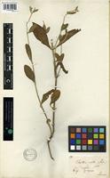 Type of Alternanthera vestita (Andersson) Schinz [family AMARANTHACEAE]
