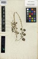 Type of Celosia polygonoides Retz. [family AMARANTHACEAE]