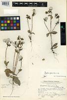 Holotype of Gomphrena phaeotricha Pedersen [family AMARANTHACEAE]