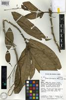 Type of Lecosia formicarum Pedersen [family AMARANTHACEAE]