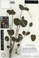 Holotype of Pfaffia rotundifolia Pedersen [family AMARANTHACEAE]