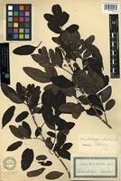 Syntype of Schinus terebinthifolia Raddi var. raddiana Engl. [family ANACARDIACEAE]
