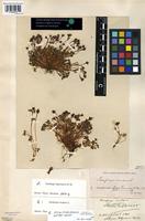 Lectotype of Saxifraga rivularis L. var. purpurascens Lange [family SAXIFRAGACEAE]